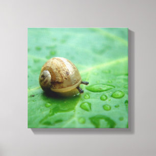 Baby Snail Canvas Print