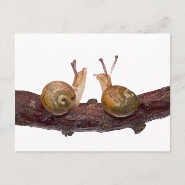 Baby Snail Talk Postcard (Front)