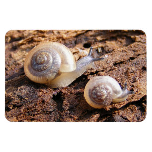 Baby Snails Magnet