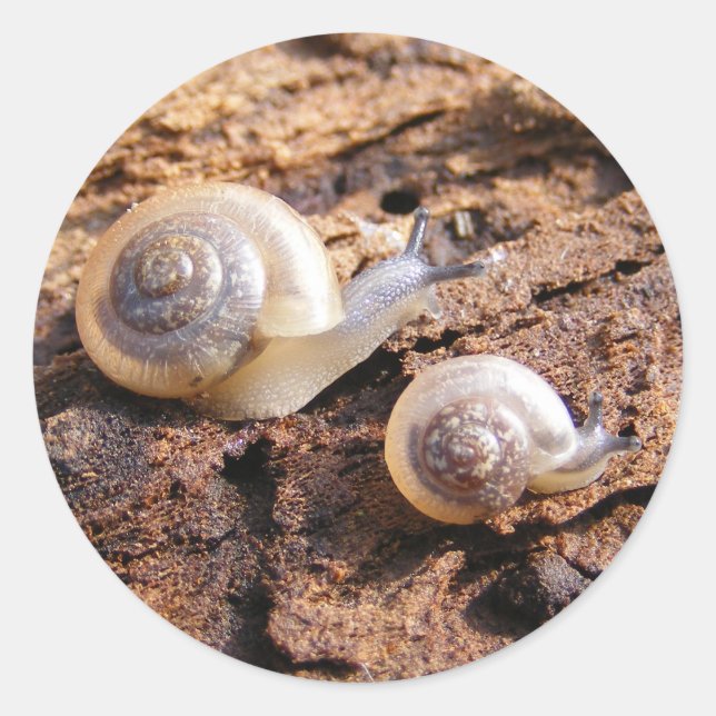 Baby Snails Sticker (Front)