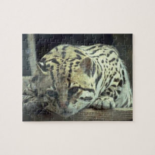 Baby Snow Leopard Jigsaw Puzzle