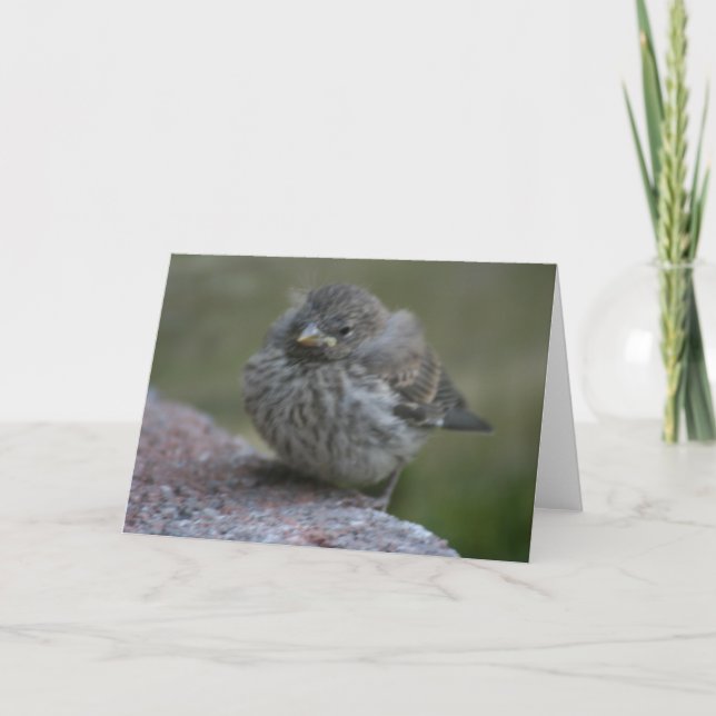 "Baby Sparrow" Photo Greeting Card (Front)