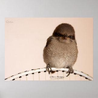 Baby Sparrow Poster