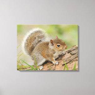 Baby Squirrel Canvas Print