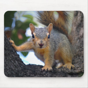 Baby Squirrel in Tree Mouse Mat