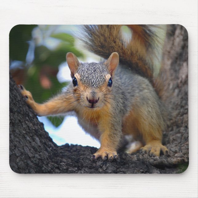 Baby Squirrel in Tree Mouse Mat (Front)
