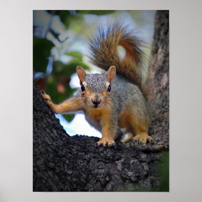 Baby Squirrel in Tree Poster (Front)