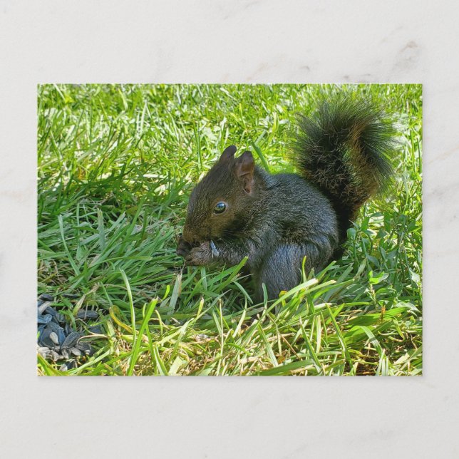 Baby squirrel postcard (Front)
