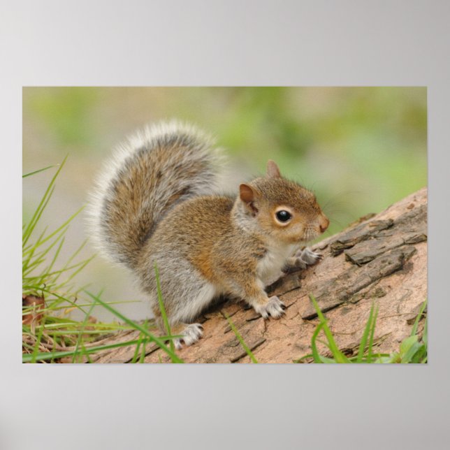 Baby Squirrel Poster (Front)