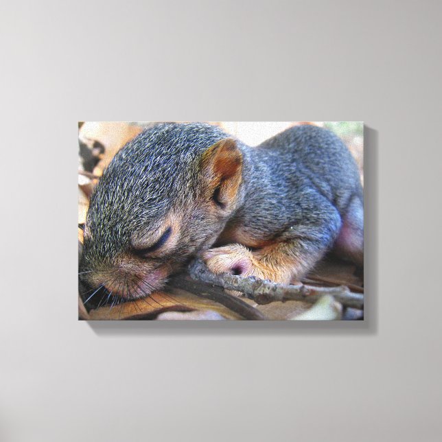 Baby Squirrel Sleeping Canvas Print (Front)