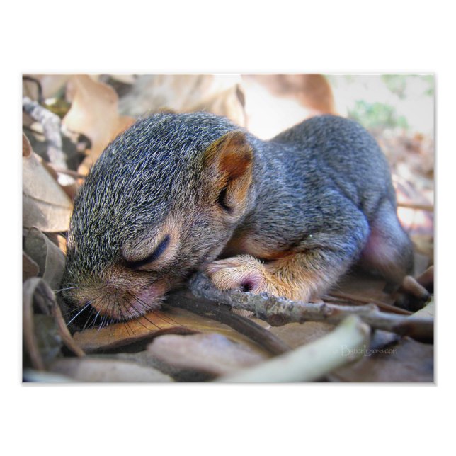 Baby Squirrel Sleeping Photo Print (Front)