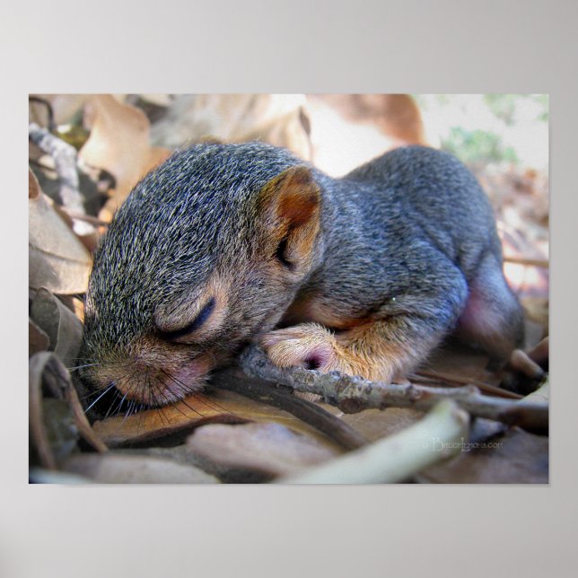 Baby Squirrel Sleeping Poster (Front)