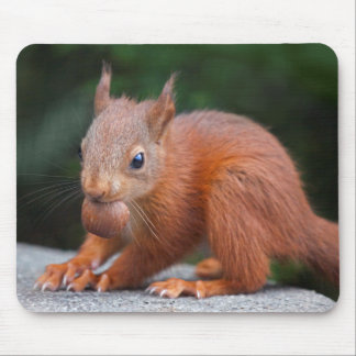 Baby Squirrel with Nut Mousemat