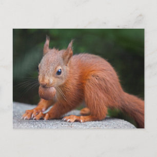 Baby Squirrel with Nut Postcard