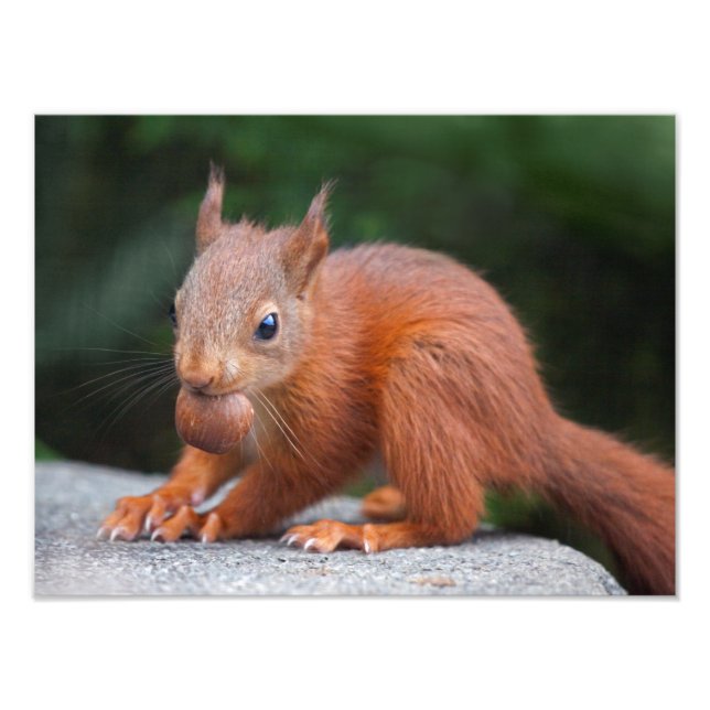 Baby Squirrel with Nut Print (Front)