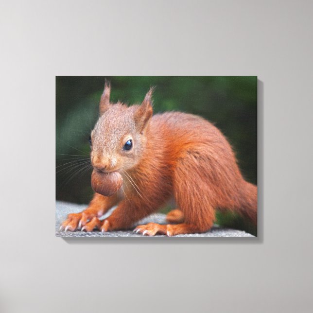 Baby Squirrel with Nut Wrapped Canvas Print (Front)