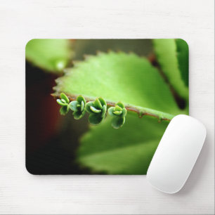 Baby Succulents Green Plant - Zen Spa Nature Photo Mouse Mat