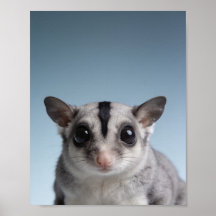 Baby Sugar Glider Portrait – Cute Nursery Animal W