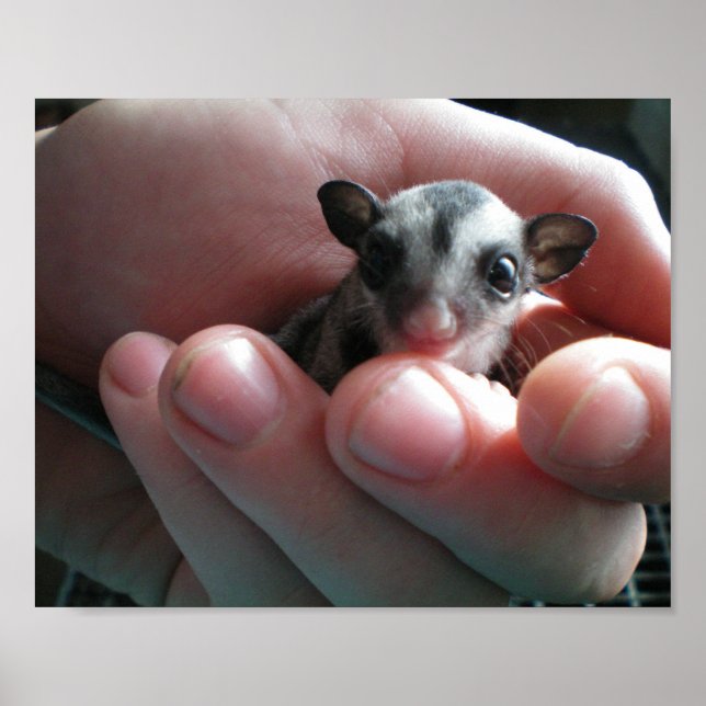 baby sugar glider poster (Front)