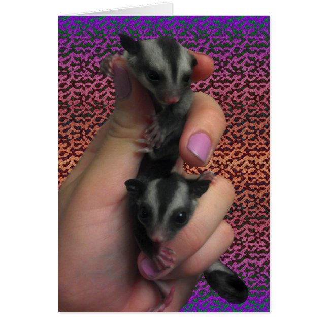 Baby Sugar Gliders Card Expecting Twins Card (Front)