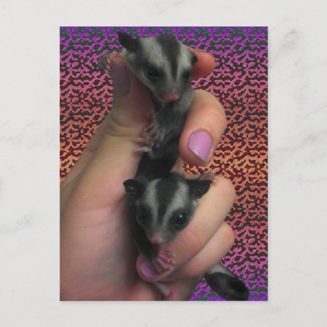 Baby Sugar Gliders Postcard (Front)