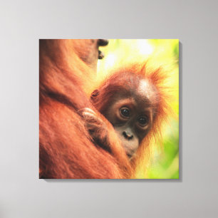 Baby Sumatran Orangutan Canvas Print