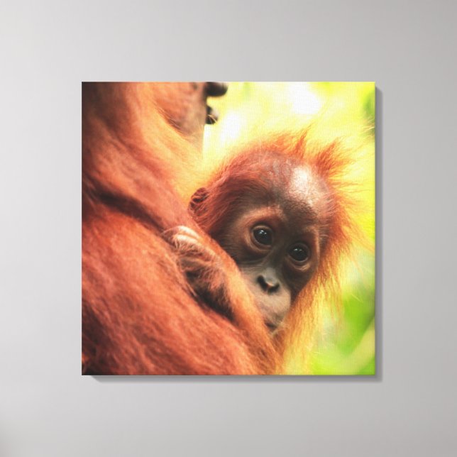 Baby Sumatran Orangutan Canvas Print (Front)