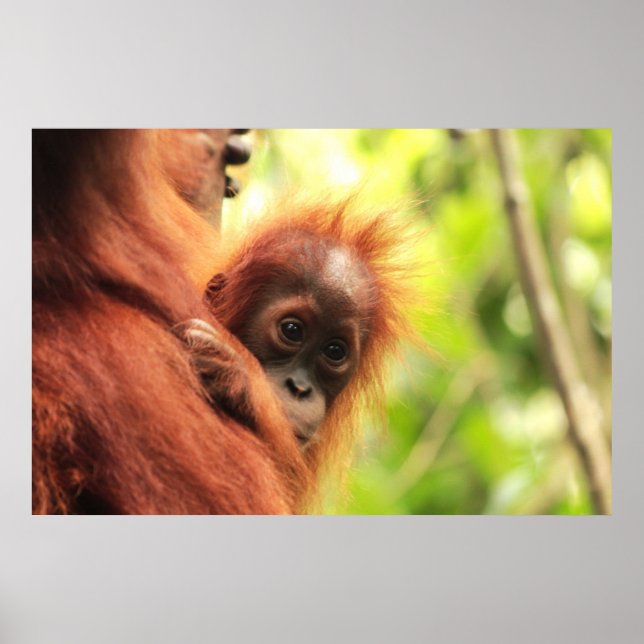 Baby Sumatran Orangutan Poster (Front)
