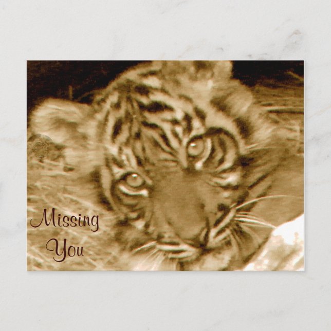 Baby Sumatran Tiger_ Postcard (Front)