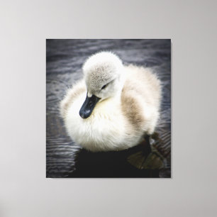 Baby Swan   Cygnet Canvas Print