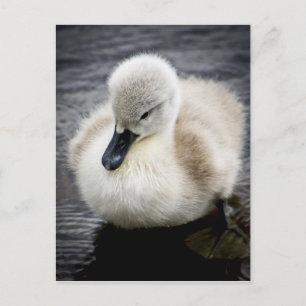 Baby Swan   Cygnet Postcard