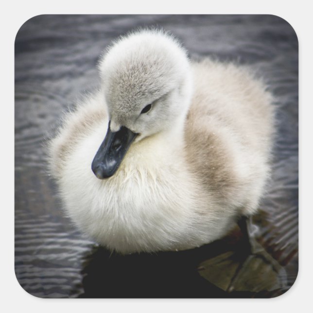 Baby Swan | Cygnet Square Sticker (Front)