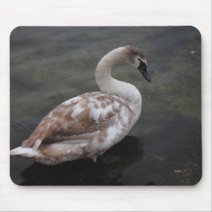 Baby swan mouse mat