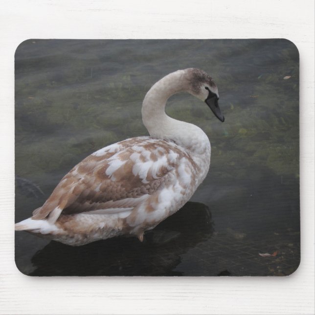 Baby swan mouse mat (Front)
