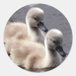 Baby Swans Stickers