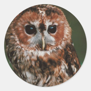 Baby Tawny Owl Classic Round Sticker