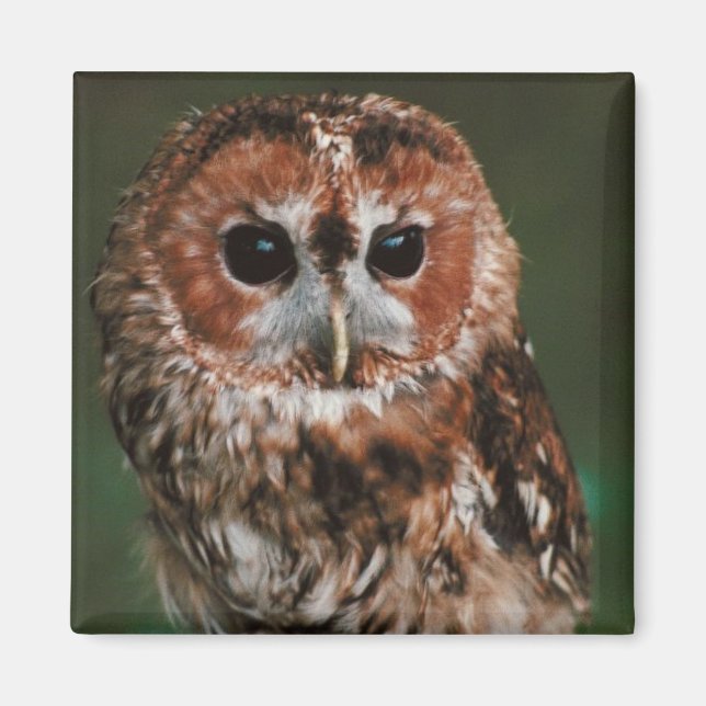 Baby Tawny Owl Magnet (Front)