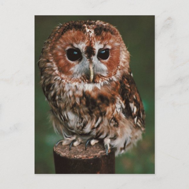 Baby Tawny Owl Postcard (Front)