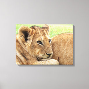 Baby Tiger canvas print