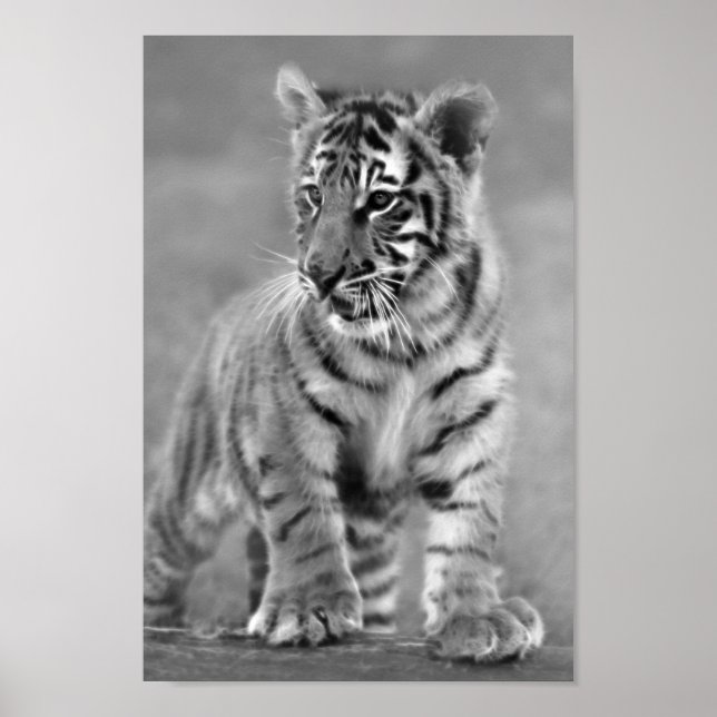Baby Tiger in Black and white Poster (Front)