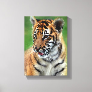 Baby Tiger in colour Canvas Print