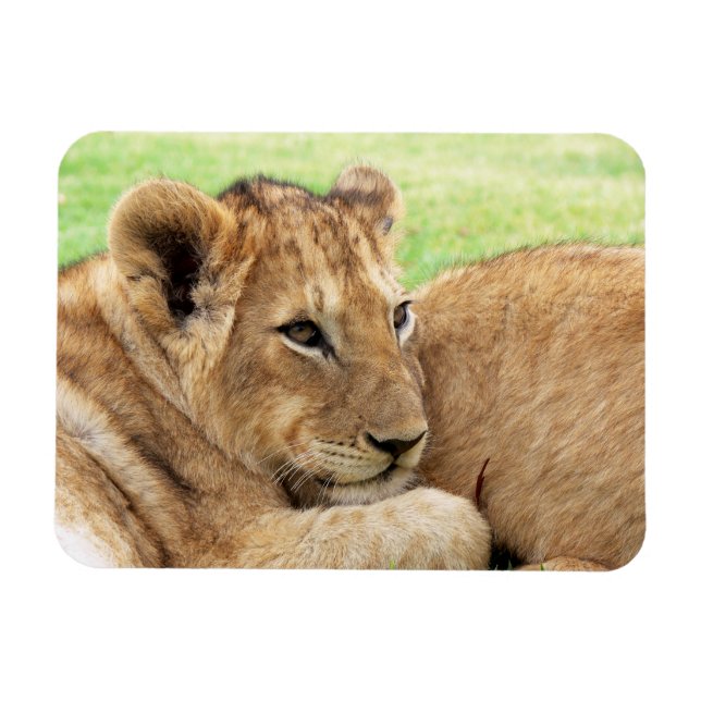 Baby Tiger magnet (Horizontal)