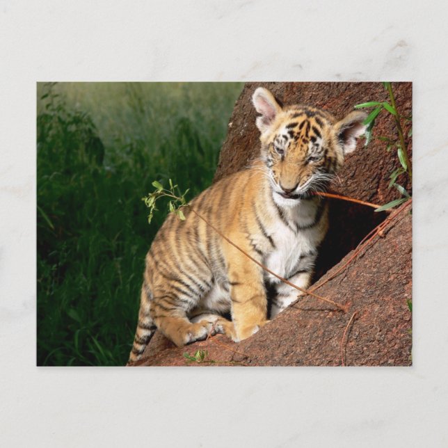 baby tiger postcard (Front)