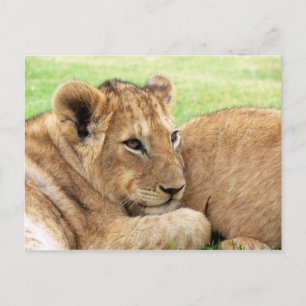 Baby Tiger postcard