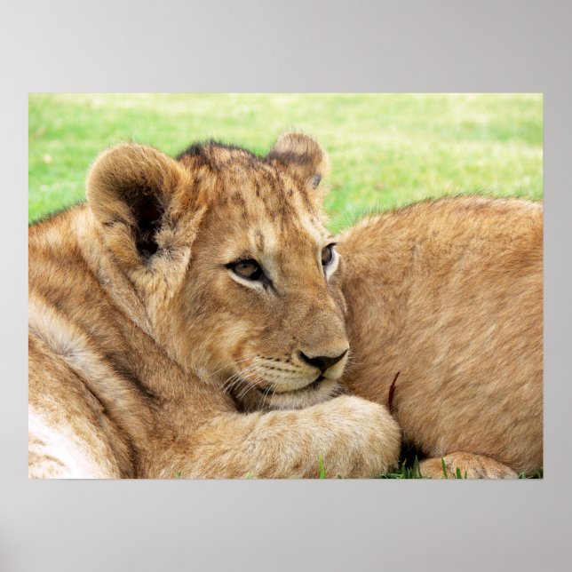 Baby Tiger poster (Front)