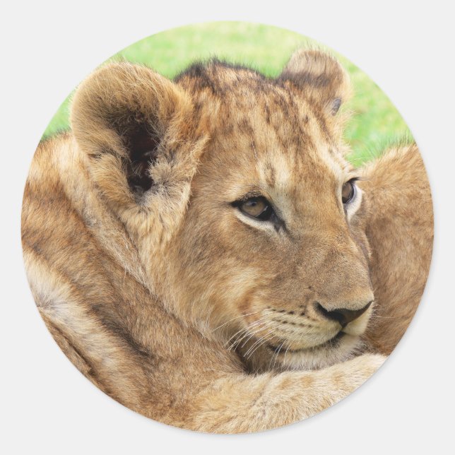 Baby Tiger stickers (Front)