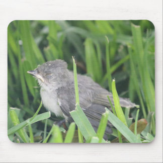 Baby Titmouse Resting Mouse Mat