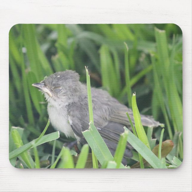 Baby Titmouse Resting Mouse Mat (Front)