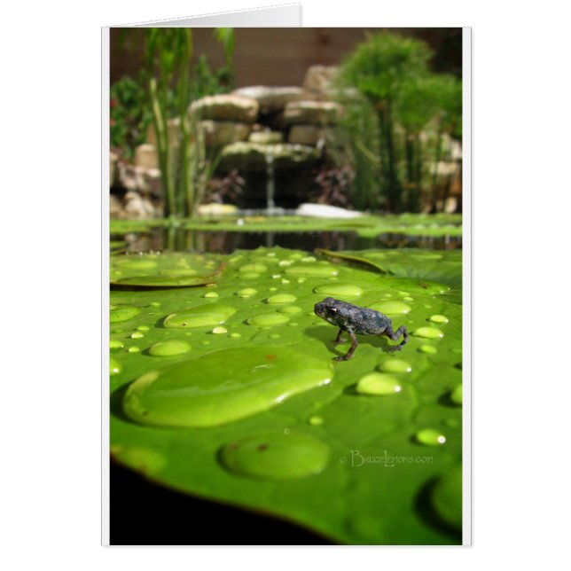 Baby Toad in Pond (Front)