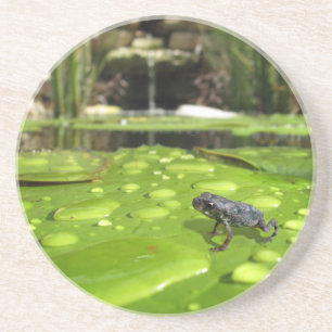 Baby Toad in Pond Coaster